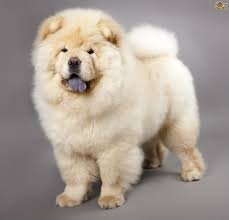 Adult 1 Years Old Cream Chow - Chow Chow Dog