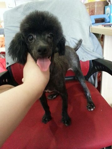 Toy Poodle Adult For Adoption  - Poodle Dog