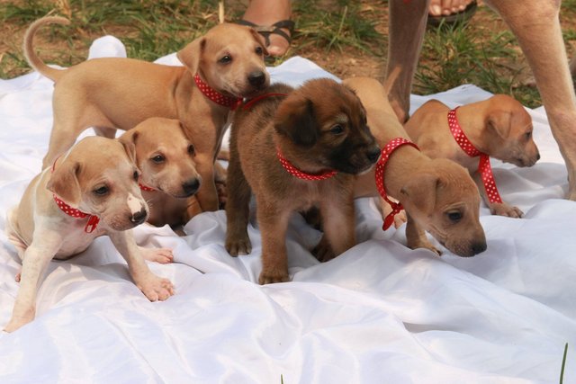 Miar Rescued Pups - Mixed Breed Dog