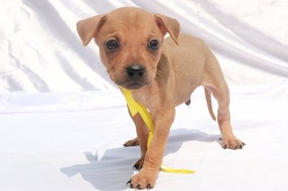 Miar Rescued Pups - Mixed Breed Dog