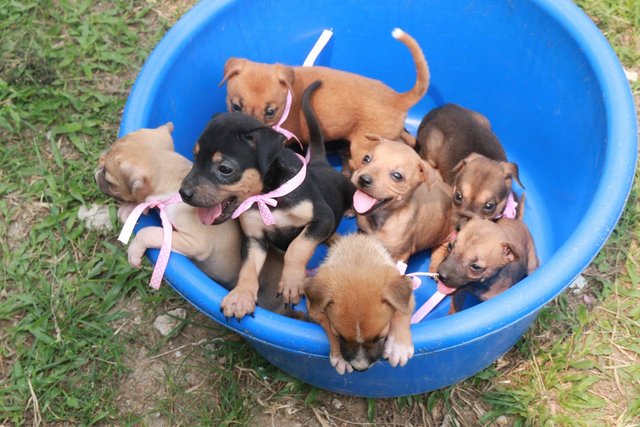 Miar Rescued Puppies - Mixed Breed Dog