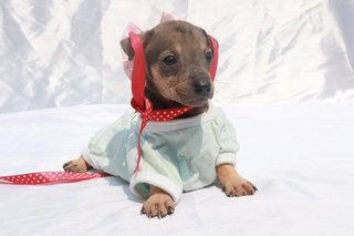 Miar Rescued Puppies - Mixed Breed Dog