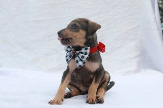 Miar Rescued Puppies - Mixed Breed Dog