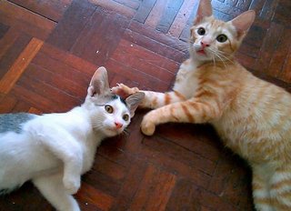 Tukun And Kampi - Domestic Short Hair Cat