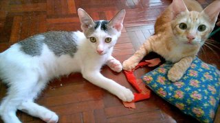 Tukun And Kampi - Domestic Short Hair Cat