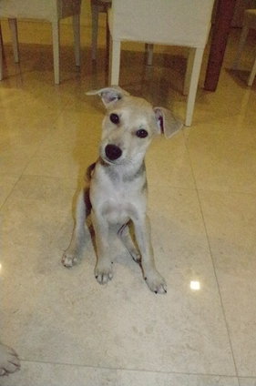 Adorable Female Puppy !! - Mixed Breed Dog