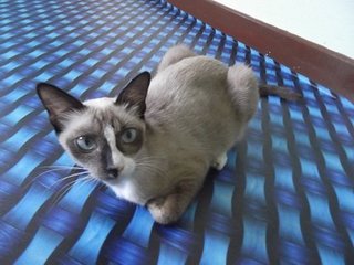 Zaya - Siamese Cat