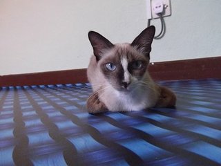 Zaya - Siamese Cat