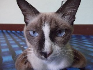 Zaya - Siamese Cat