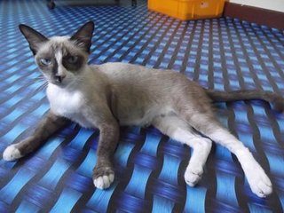 Zaya - Siamese Cat