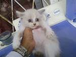 Female Dlh - Domestic Long Hair Cat