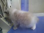 Female Dlh - Domestic Long Hair Cat