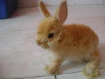 Makky - Angora Rabbit + Rex Rabbit