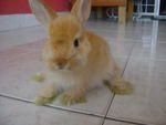 Makky - Angora Rabbit + Rex Rabbit