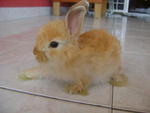 Makky - Angora Rabbit + Rex Rabbit