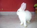 White - Angora Rabbit + Netherland Dwarf Rabbit