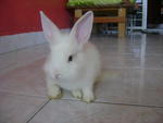 White - Angora Rabbit + Netherland Dwarf Rabbit