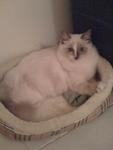 Sophie getting comfy in her new bed although she prefers to sleep on the floor ;)