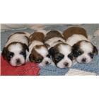 sample photo of the puppies(real photo did'nt ready yet)