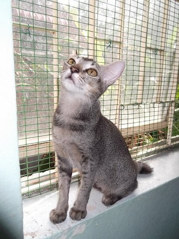 Tico - Domestic Short Hair Cat