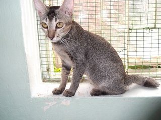 Tico - Domestic Short Hair Cat