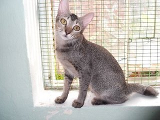 Tico - Domestic Short Hair Cat