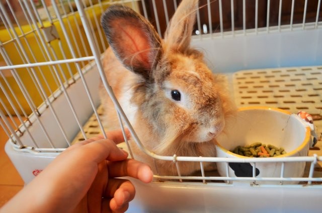 Bella - Lionhead Rabbit