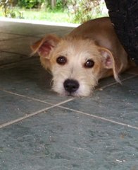 Chestnut Aka Chesty - Cairn Terrier + Spitz Dog