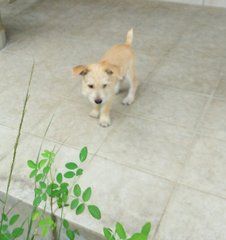 Chestnut Aka Chesty - Cairn Terrier + Spitz Dog