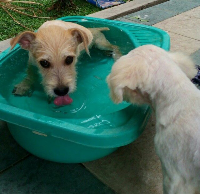 Chestnut Aka Chesty - Cairn Terrier + Spitz Dog