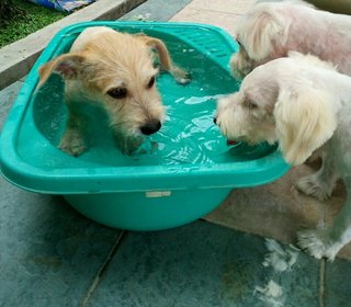 Chestnut Aka Chesty - Cairn Terrier + Spitz Dog