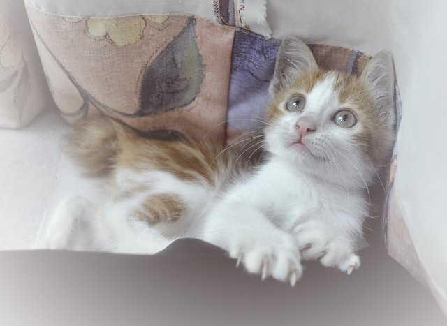 ♥ Viserys ♥ - Domestic Medium Hair + Bengal Cat