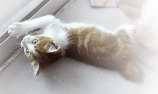 ♥ Viserys ♥ - Domestic Medium Hair + Bengal Cat