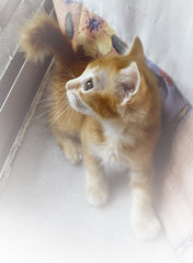 ♥ Catelyn ♥ - Domestic Medium Hair + Abyssinian Cat