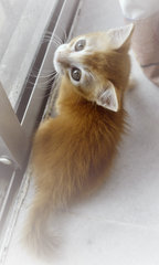 ♥ Catelyn ♥ - Domestic Medium Hair + Abyssinian Cat