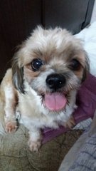 Snoopy - Shih Tzu Dog