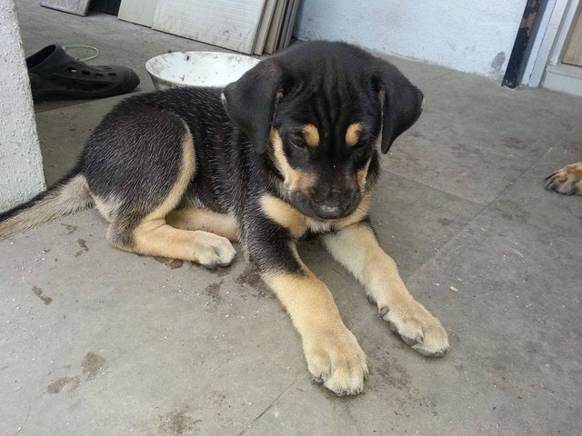 1 Female Mixed Breed Puppy - Mixed Breed Dog