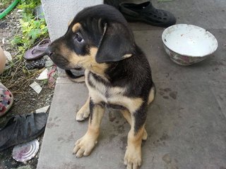 1 Female Mixed Breed Puppy - Mixed Breed Dog