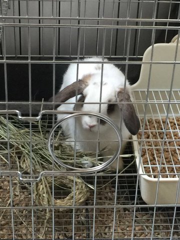 Sarah - Holland Lop Rabbit