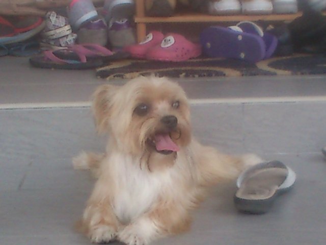 Sammy - Silky Terrier + Shih Tzu Dog