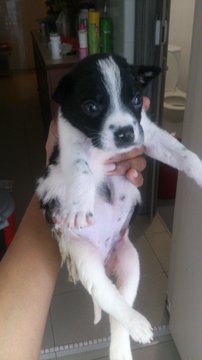 Arya - Mixed Breed Dog