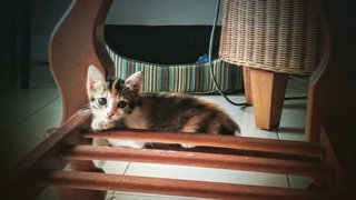 Nyota (Star) - Domestic Medium Hair + Calico Cat