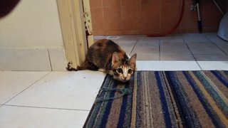 Nyota (Star) - Domestic Medium Hair + Calico Cat