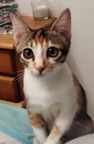 Nyota (Star) - Domestic Medium Hair + Calico Cat