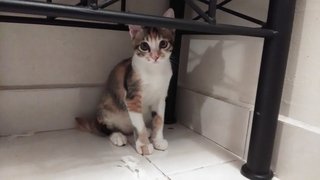 Nyota (Star) - Domestic Medium Hair + Calico Cat