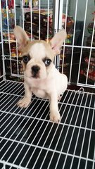 French Bulldog Female 1 - French Bulldog Dog