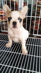 French Bulldog Female 1 - French Bulldog Dog