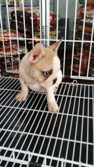 French Bulldog Female 1 - French Bulldog Dog