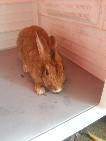 Bugsy - New Zealand Rabbit