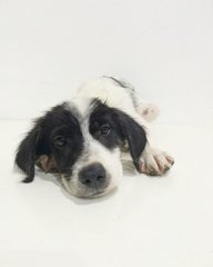 Baby Marion - Mixed Breed Dog